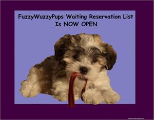 /images/puppies/large/176_waiting-list-now-open_20221225154832169_176_reservationwaiting-list-now-open_20170831095739049_OpenReservaitonlist.jpg
