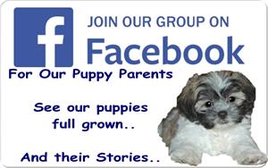 /images/puppies/large/105_r-puppy-parent-facebook-group_20221225155426578_105_our-puppy-parent-facebook-group_20161024194742215_facebook.jpg