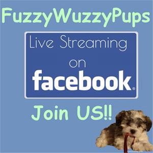 FUZZYWUZZYPUPS LIVE!! Join US...
