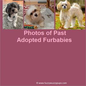 Photos of Past Adopted Babies