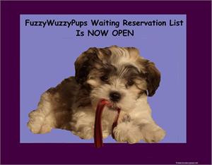 /images/puppies/large/176_waiting-list-now-open_20191231090745550_176_reservationwaiting-list-now-open_20170831095739049_OpenReservaitonlist.jpg