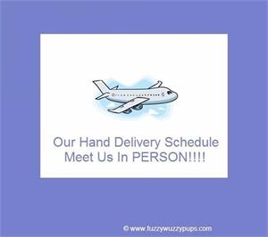 /images/puppies/large/23_hand-delivery-schedule---meet-us-in-person_20221225161445764_23_hand-delivery---meet-us-in-person_20160105185513671_hand-delivery.jpg