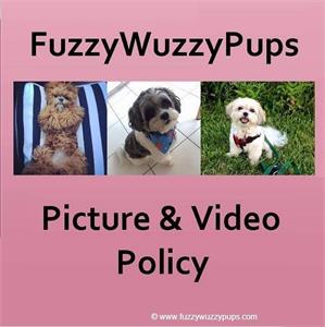 /images/puppies/large/74_our-picture-video-policy_20221225162842363_pictrue.jpg